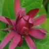 Sweetshrub - Calycanthus Floridus - 3 Gallon Pot -Plant Sale Shop Sweet Shrub Rev 500x750 1