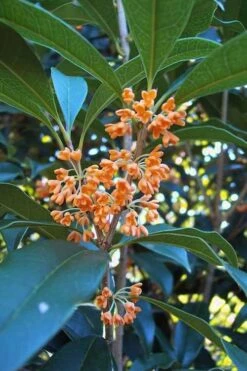 Plant Sale Shop 19 Apricot Echo Tea Olive - Osmanthus Fragrans Aurantiacus - 3 Gallon Pot