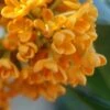 Fragrant Orange Tea Olive - Osmanthus Fragrans Aurantiacus - 5 Gallon Pot -Plant Sale Shop Tea Olive Fragrant Orange 500x750 1