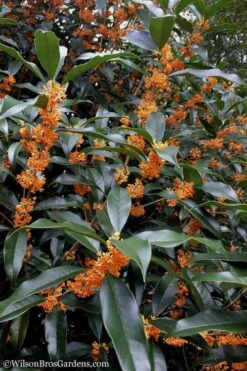 Fragrant Orange Tea Olive - Osmanthus Fragrans Aurantiacus - 7 Gallon Pot (5-6') 14 Fragrant Orange Tea Olive - Osmanthus Fragrans Aurantiacus - 7 Gallon Pot (5-6') -Plant Sale Shop Tea Olive Orange 102 1