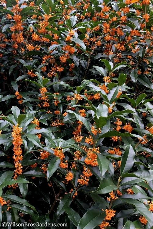 Fragrant Orange Tea Olive - Osmanthus Fragrans Aurantiacus - 7 Gallon Pot (5-6') 9 Fragrant Orange Tea Olive - Osmanthus Fragrans Aurantiacus - 7 Gallon Pot (5-6') - Image 7