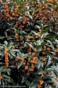 Fragrant Orange Tea Olive - Osmanthus Fragrans Aurantiacus - 5 Gallon Pot -Plant Sale Shop Tea Olive Orange 103