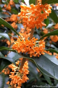 Fragrant Orange Tea Olive - Osmanthus Fragrans Aurantiacus - 7 Gallon Pot (5-6') 13 Fragrant Orange Tea Olive - Osmanthus Fragrans Aurantiacus - 7 Gallon Pot (5-6') -Plant Sale Shop Tea Olive Orange 104 1