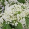 Snow Joey Viburnum - 2 Gallon Pot -Plant Sale Shop Viburnum Snow Joey 1 1