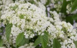 Snow Joey Viburnum - 2 Gallon Pot -Plant Sale Shop Viburnum Snow Joey 2 1