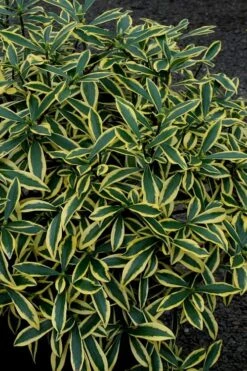 Marianni Variegated Pink Winter Daphne - 1 Gallon Pot -Plant Sale Shop Winter Daphne Marianni 2