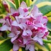 Marianni Variegated Pink Winter Daphne - 1 Gallon Pot -Plant Sale Shop Winter Daphne Marianni 4