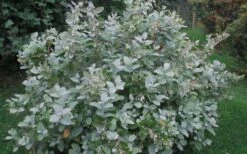 Woodlanders Blue Dusty Zenobia (Honeycup) - 3 Gallon Pot -Plant Sale Shop Zenobia Woodlanders Blue 20