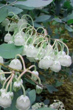 Woodlanders Blue Dusty Zenobia (Honeycup) - 3 Gallon Pot -Plant Sale Shop Zenobia Woodlanders Blue 7