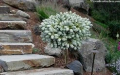 Ice Breaker Korean Fir (Single Trunk Topiary) - 3 Gallon Pot -Plant Sale Shop abies koreana kouhouts ice breaker korean fir 2