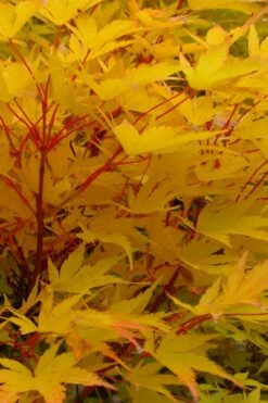 Little Sango' Dwarf Coral Bark Japanese Maple - 5 Gallon Pot -Plant Sale Shop acer palmatum fhellheim dwarf coral bark japanese maple 6