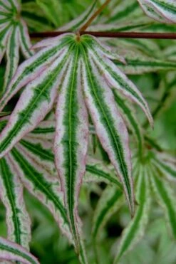 Ikandi Japanese Maple - 3 Gallon Pot (4-5') -Plant Sale Shop acer palmatum ikandi japanese maple 10