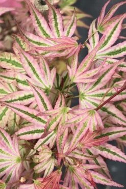 Ikandi Japanese Maple - 3 Gallon Pot (4-5') -Plant Sale Shop acer palmatum ikandi japanese maple 6