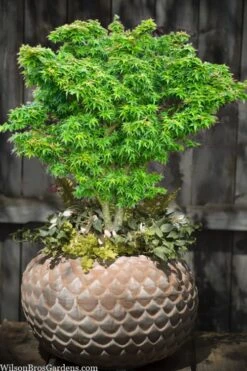 Jade Dragon Dwarf Japanese Maple - 3 Gallon Pot -Plant Sale Shop acer palmatum jade dragon japanese maple 2