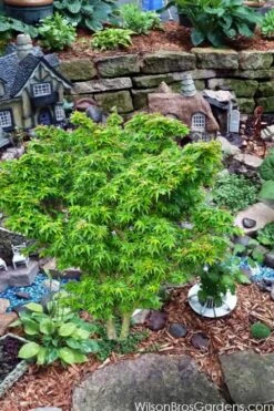 Jade Dragon Dwarf Japanese Maple - 3 Gallon Pot -Plant Sale Shop acer palmatum jade dragon japanese maple 5