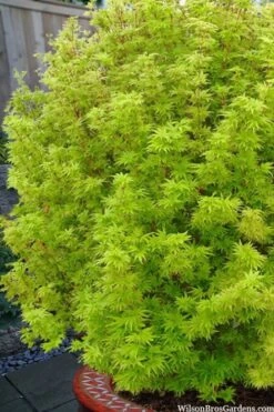 Little Sango' Dwarf Coral Bark Japanese Maple - 5 Gallon Pot -Plant Sale Shop acer palmatum little sango dwarf coral bark maple 1