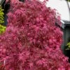 Pink Ballerina Japanese Maple - 5 Gallon Pot -Plant Sale Shop acer palmatum pink ballerina 10