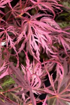 Pink Ballerina Japanese Maple - 5 Gallon Pot -Plant Sale Shop acer palmatum pink ballerina 3