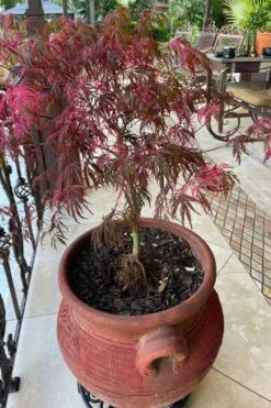 Pink Ballerina Japanese Maple - 5 Gallon Pot -Plant Sale Shop acer palmatum pink ballerina japanese maple 4