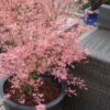 Taylor Pink Japanese Maple - 1 Gallon Pot -Plant Sale Shop acer palmatum taylors pink japanese maple 5 1