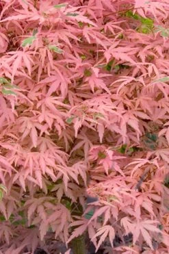 Taylor Pink Japanese Maple - 3 Gallon Pot -Plant Sale Shop acer palmatum taylors pink japanese maple 7