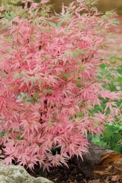 Taylor Pink Japanese Maple - 3 Gallon Pot -Plant Sale Shop acer palmatum taylors pink japanese maple 8
