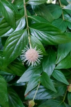 Adina Rubella Buttonbush - 3 Gallon Pot -Plant Sale Shop adina rubella chinese buttonbush 2