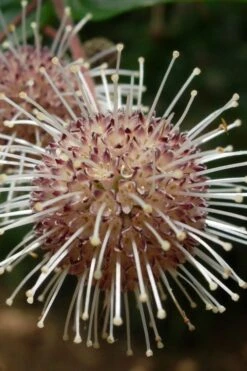 Adina Rubella Buttonbush - 3 Gallon Pot -Plant Sale Shop adina rubella chinese buttonbush 4