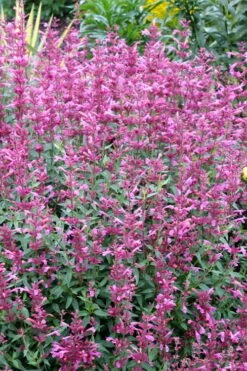 Rosie Posie Agastache (Hummingbird Mint) - 1 Gallon Pot 17 Rosie Posie Agastache (Hummingbird Mint) - 1 Gallon Pot -Plant Sale Shop agastache rosie posie hummingbird mint 6