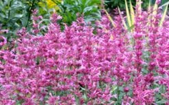 Rosie Posie Agastache (Hummingbird Mint) - 1 Gallon Pot 18 Rosie Posie Agastache (Hummingbird Mint) - 1 Gallon Pot -Plant Sale Shop agastache rosie posie hummingbird mint 7