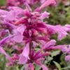 Rosie Posie Agastache (Hummingbird Mint) - 1 Gallon Pot -Plant Sale Shop agastache rosie posie hummingbird mint 8