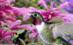 Rosie Posie Agastache (Hummingbird Mint) - 1 Gallon Pot 14 Rosie Posie Agastache (Hummingbird Mint) - 1 Gallon Pot -Plant Sale Shop agastache rosie posie hummingbird mint 9
