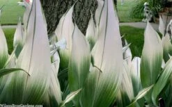 Snowcap Cast Iron Plant (Aspidistra Elatior 'Snowcap') - 3 Gallon Pot -Plant Sale Shop aspidistra elatior snow cap cast iron plant 2