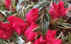 Arctic Rose Azalea - 3 Gallon Pot -Plant Sale Shop azalea arctic rose 4