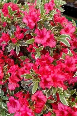 Arctic Rose Azalea - 3 Gallon Pot -Plant Sale Shop azalea arctic rose 5