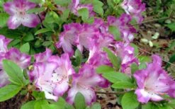 Fawn Azalea - 2 Gallon Pot 12 Fawn Azalea - 2 Gallon Pot -Plant Sale Shop azalea fawn 7