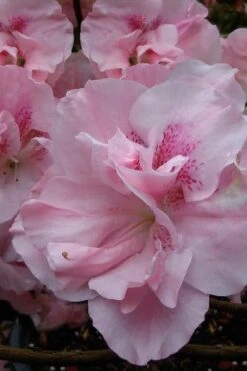 Nancy Of Robin Hill Azalea - 2 Gallon Pot -Plant Sale Shop azalea nancy at robin hill 1