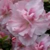 Nancy Of Robin Hill Azalea - 2 Gallon Pot -Plant Sale Shop azalea nancy of robin hill 4
