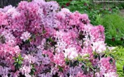 Northlake Beauty Azalea - 3 Gallon Pot -Plant Sale Shop azalea northlake beauty 13