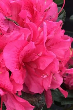 Perfecto Mundo Double Dark Pink Reblooming Azalea - 2 Gallon Pot -Plant Sale Shop azalea perfecto mundo double dark pink 1