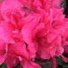 Perfecto Mundo Double Dark Pink Reblooming Azalea - 2 Gallon Pot -Plant Sale Shop azalea perfecto mundo double dark pink 2