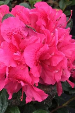 Plant Sale Shop 33 Perfecto Mundo Double Dark Pink Reblooming Azalea - 2 Gallon Pot