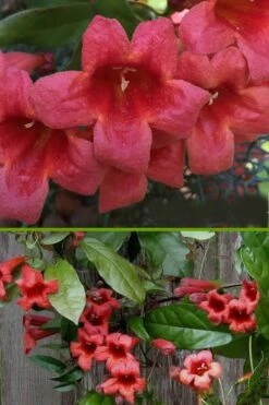 Shalimar Red Crossvine - Bignonia Capreolata - 2 Gallon Pot -Plant Sale Shop bignonia shalimar red crossvine 500x750 1