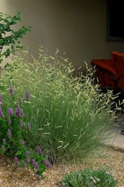 Blonde Ambition Blue Grama Grass (Bouteloua Gracilis) - 1 Gallon Pot -Plant Sale Shop bouteloua gracilis blonde ambition grama grass 4