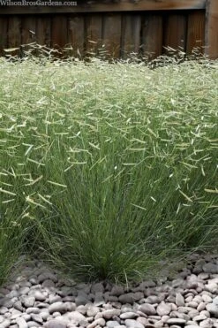 Blonde Ambition Blue Grama Grass (Bouteloua Gracilis) - 1 Gallon Pot -Plant Sale Shop bouteloua gracilis blonde ambition grama grass 6