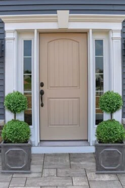 Common Boxwood 2-Ball Poodle Tier Topiary (Buxus Sempervirens) - 3 Gallon Pot (Short) 9 Common Boxwood 2-Ball Poodle Tier Topiary (Buxus Sempervirens) - 3 Gallon Pot (Short) -Plant Sale Shop boxwood two ball poodle tier 2