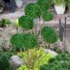 Green Mountain Boxwood Pom Pom Topiary - 7 Gallon Pot -Plant Sale Shop buxus green mountain boxwood pom pom topiary 2