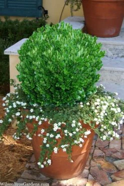 Richard Boxwood (Buxus Harlandii) - 3 Gallon Pot -Plant Sale Shop buxus harlandii richard dwarf boxwood 4