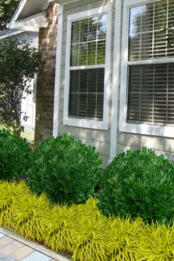 Richard Boxwood (Buxus Harlandii) - 3 Gallon Pot -Plant Sale Shop buxus harlandii richard dwarf boxwood 5