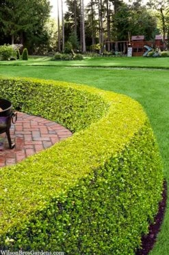 Golden Triumph Variegated Dwarf Boxwood - 3 Gallon Pot -Plant Sale Shop buxus microphylla golden triumph boxwood hedge 2